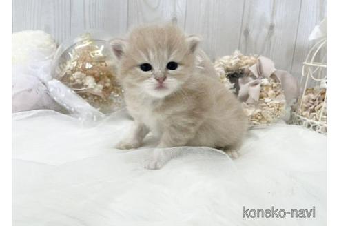 成約済の大阪府のサイベリアン-45891の12枚目